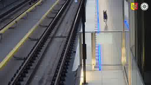 Manévry v metru. Štěně německého ovčáka "Metrouš" hodiny blokovalo provoz